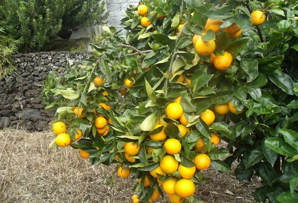 Tropical Fruit Garden-1