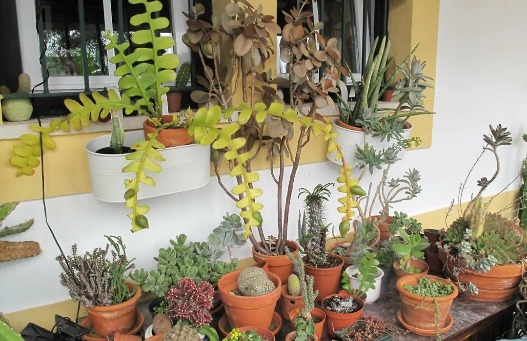 Casa Dos Cactos-1
