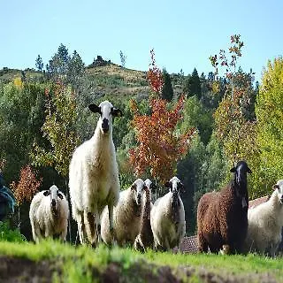 Quinta Da Mata-2