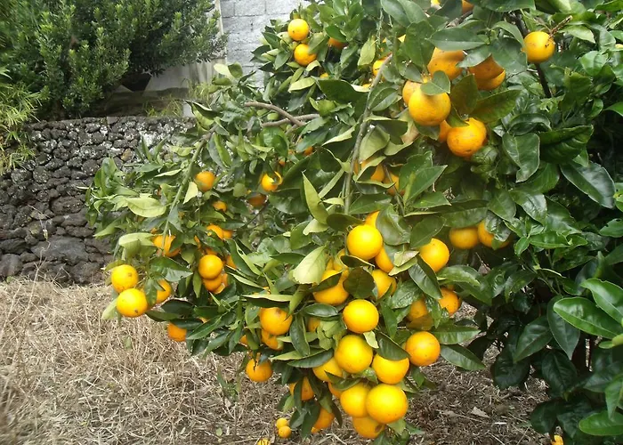 Hotel Tropical Fruit Garden Velas