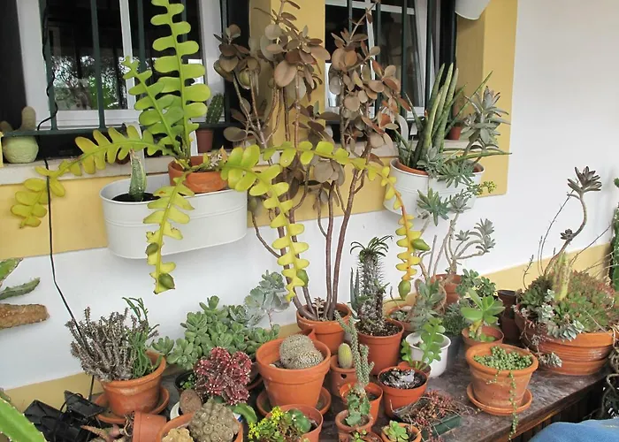 Casa Dos Cactos Hotel Vila Nova de Milfontes